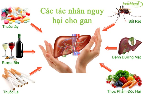 cong dung cua gan nho ky nam 1
