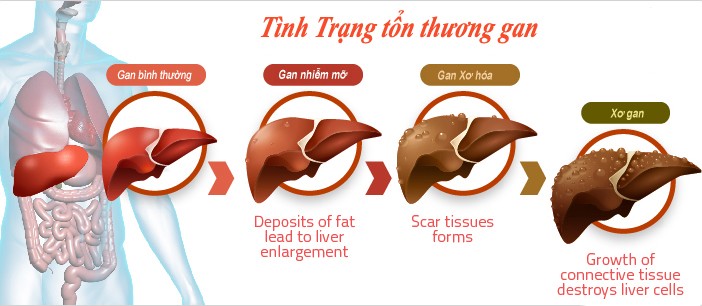 cong dung cua gan nho ky nam 3