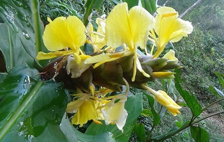 dieu-tri-viem-dai-trang-man-tinh-3