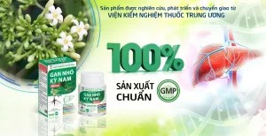 Gan nhó kỳ nam điều trị viêm gan b Gan nhó kỳ nam điều trị viêm gan b