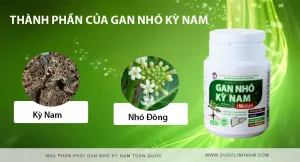gan nhó kỳ nam là gì gan nhó kỳ nam là gì