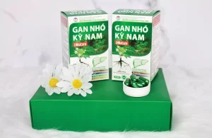 thuốc gan nhó kỳ nam thuốc gan nhó kỳ nam